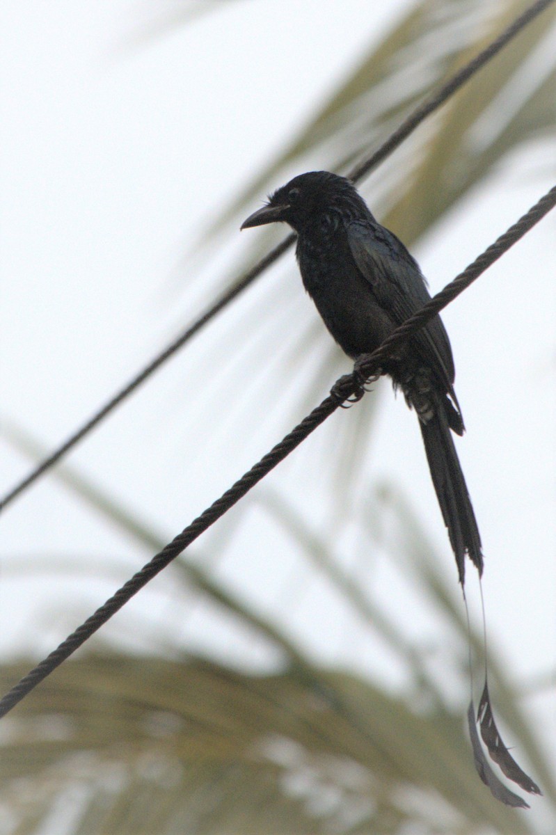 Greater Racket-tailed Drongo - Chittaranjan Tirkey