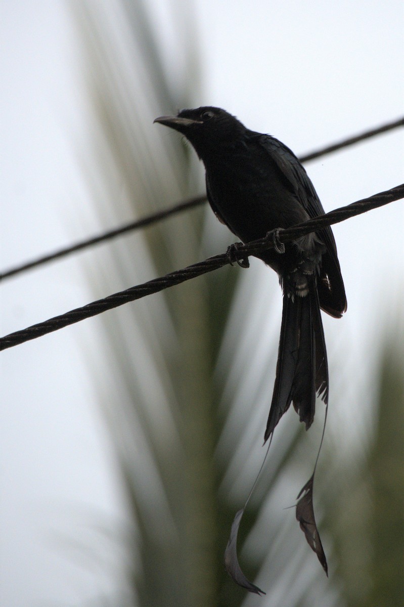 Greater Racket-tailed Drongo - ML532224741