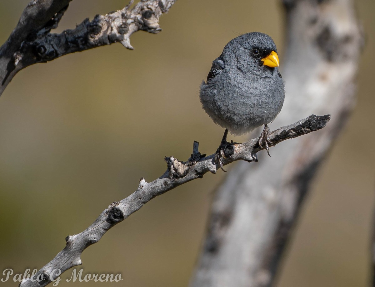 Band-tailed Seedeater - Pablo Moreno