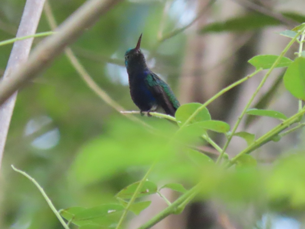 Violet-bellied Hummingbird - ML532225841