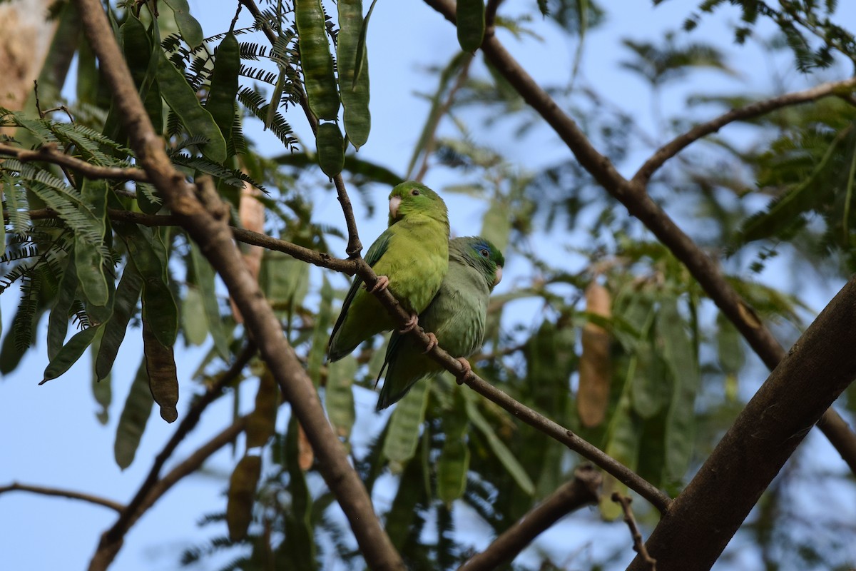 Spectacled Parrotlet - ML532226221