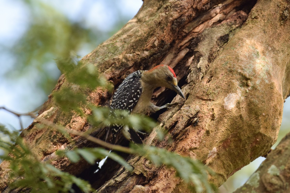 Red-crowned Woodpecker - ML532226271