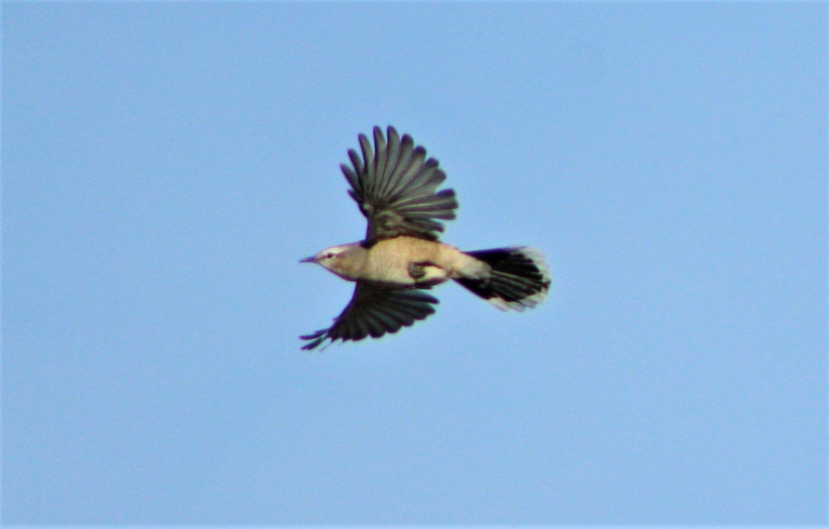 Patagonian Mockingbird - ML53222771