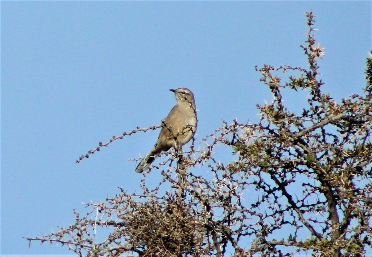Patagonian Mockingbird - ML53222781