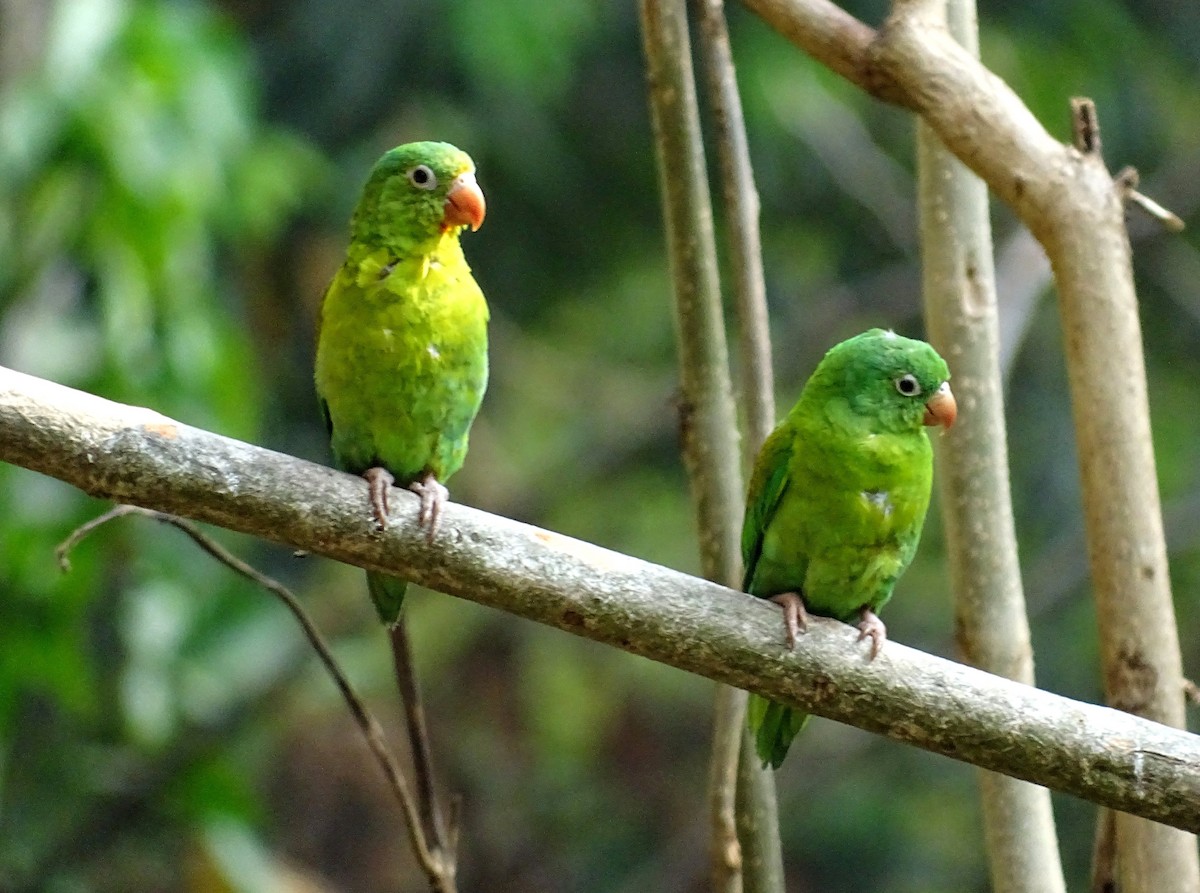 Orange-chinned Parakeet - Julio Acosta  ES Tour Guide