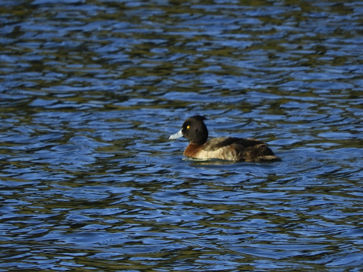 Tufted Duck - ML532230121