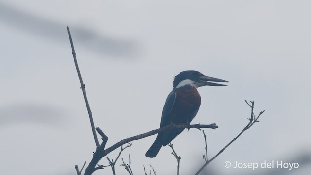 Ringed Kingfisher (Northern) - ML532231331