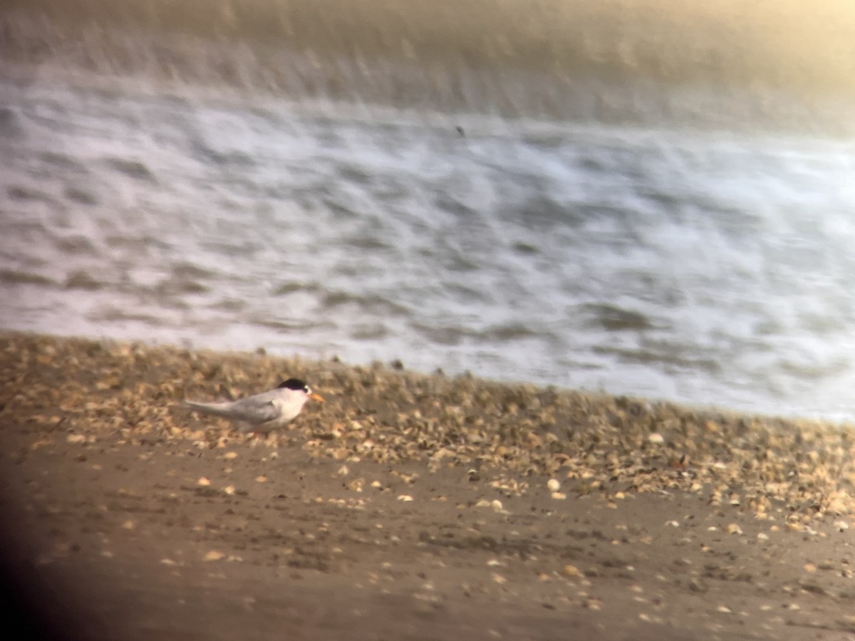 Australian Fairy Tern - ML532231531