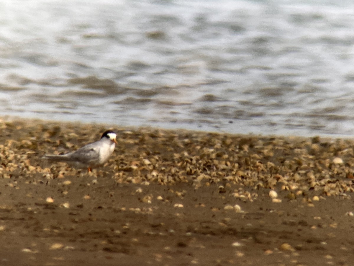 Australian Fairy Tern - ML532231541