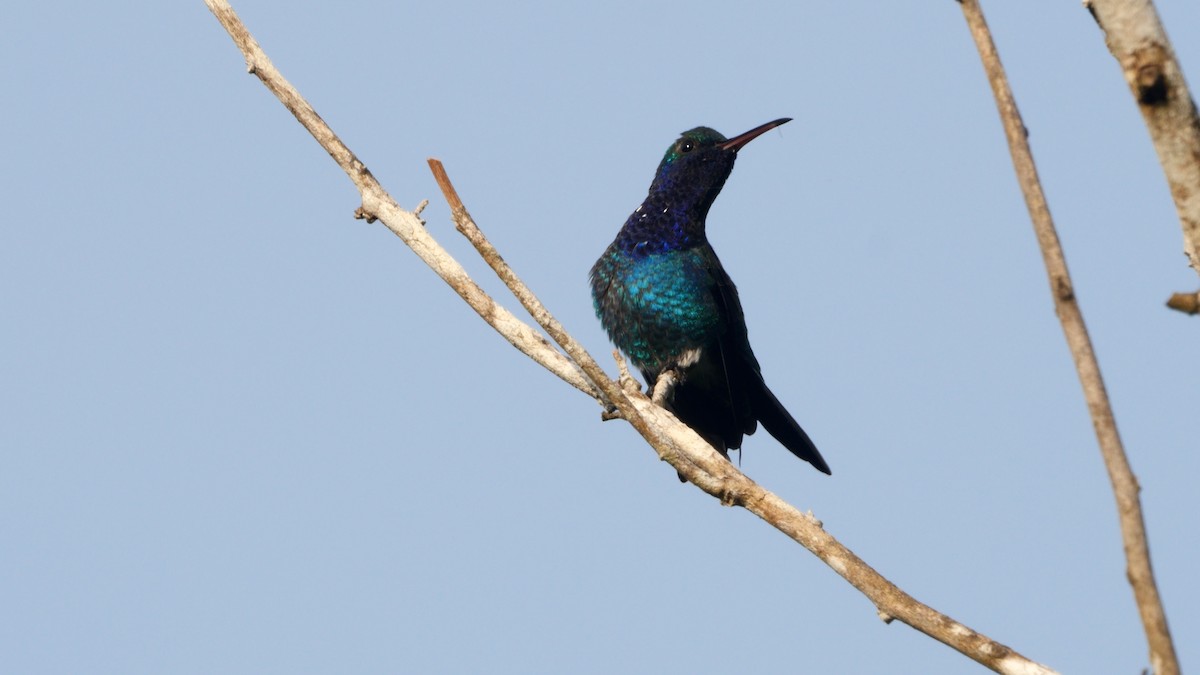 Sapphire-bellied Hummingbird - Josep del Hoyo