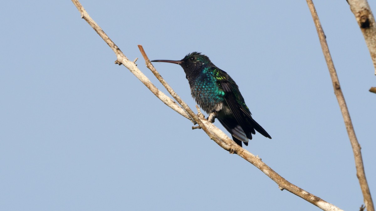 Sapphire-bellied Hummingbird - Josep del Hoyo