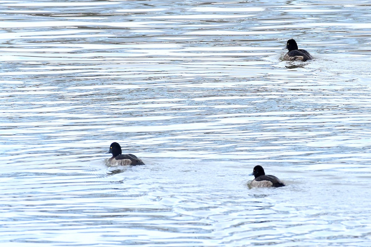 Tufted Duck - ML532233361