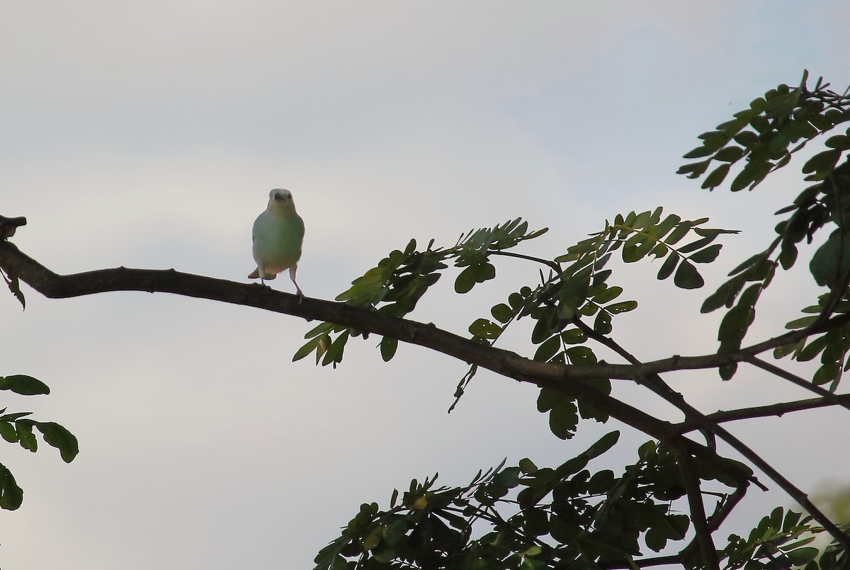 Blue-gray Tanager - ML532241231