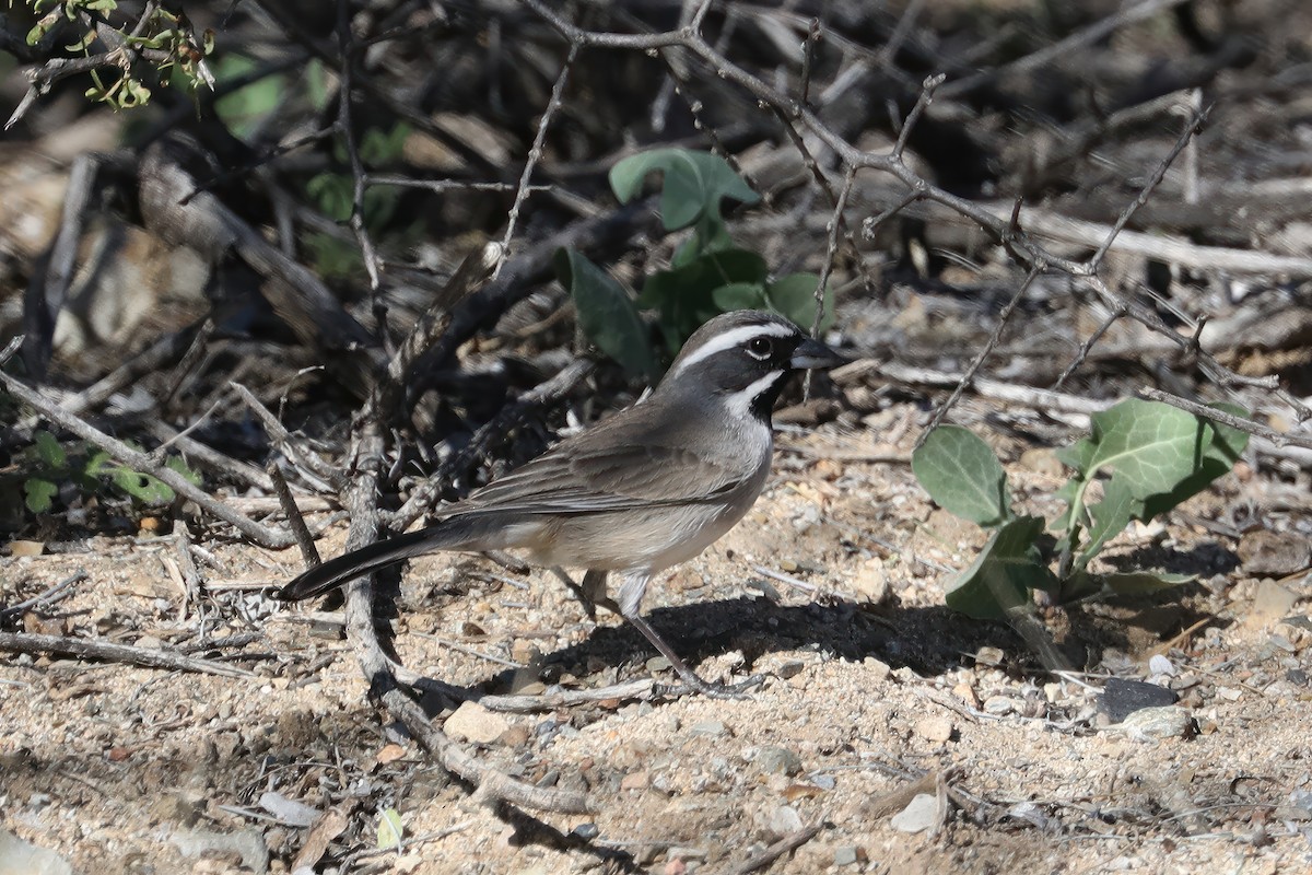 Black-throated Sparrow - ML532241771