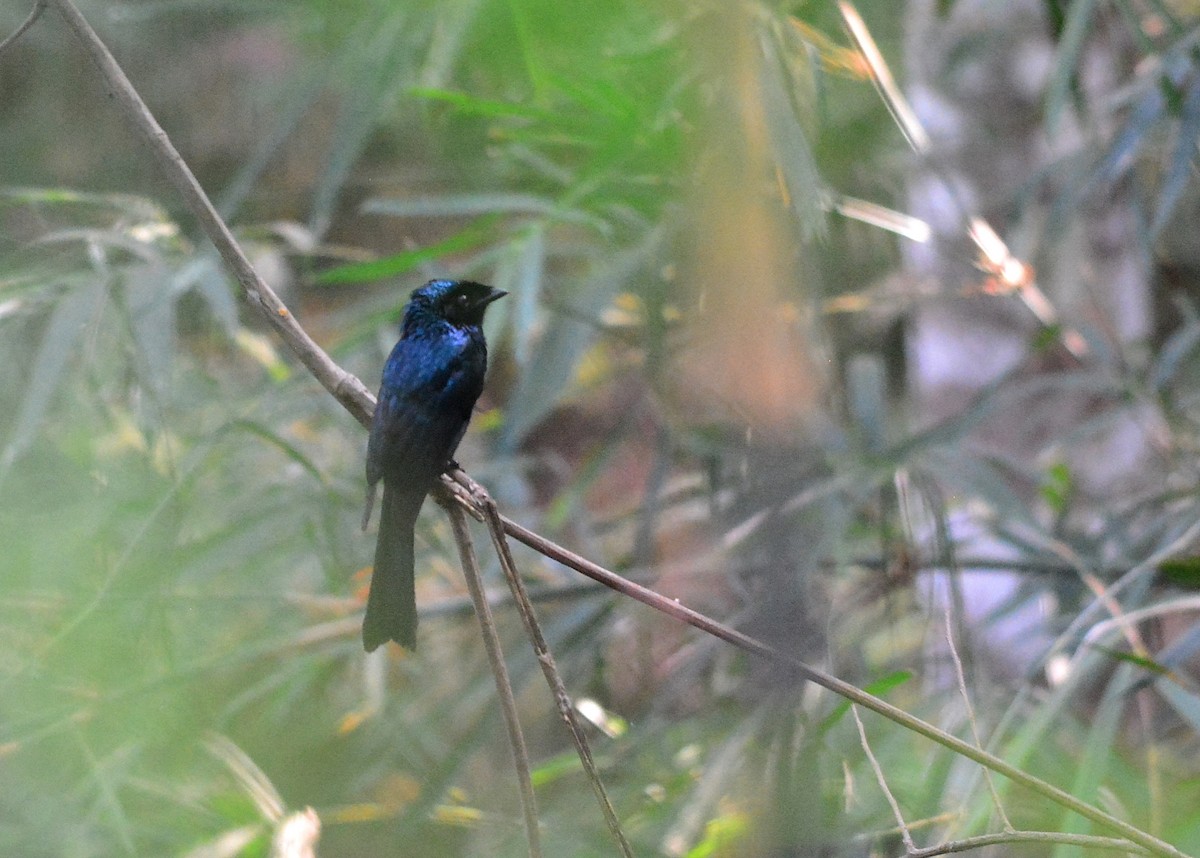Lesser Racket-tailed Drongo - ML532244361