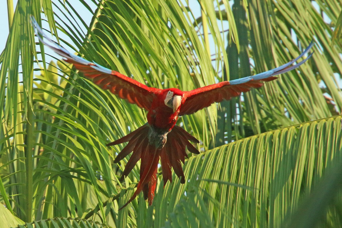 Red-and-green Macaw - ML532247211