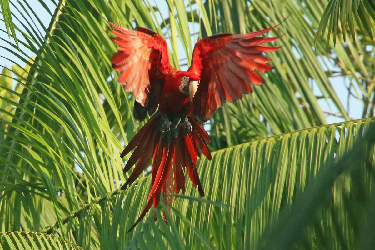 Red-and-green Macaw - ML532247221