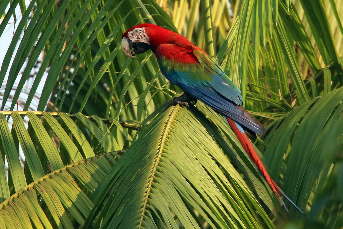 Red-and-green Macaw - ML532247241