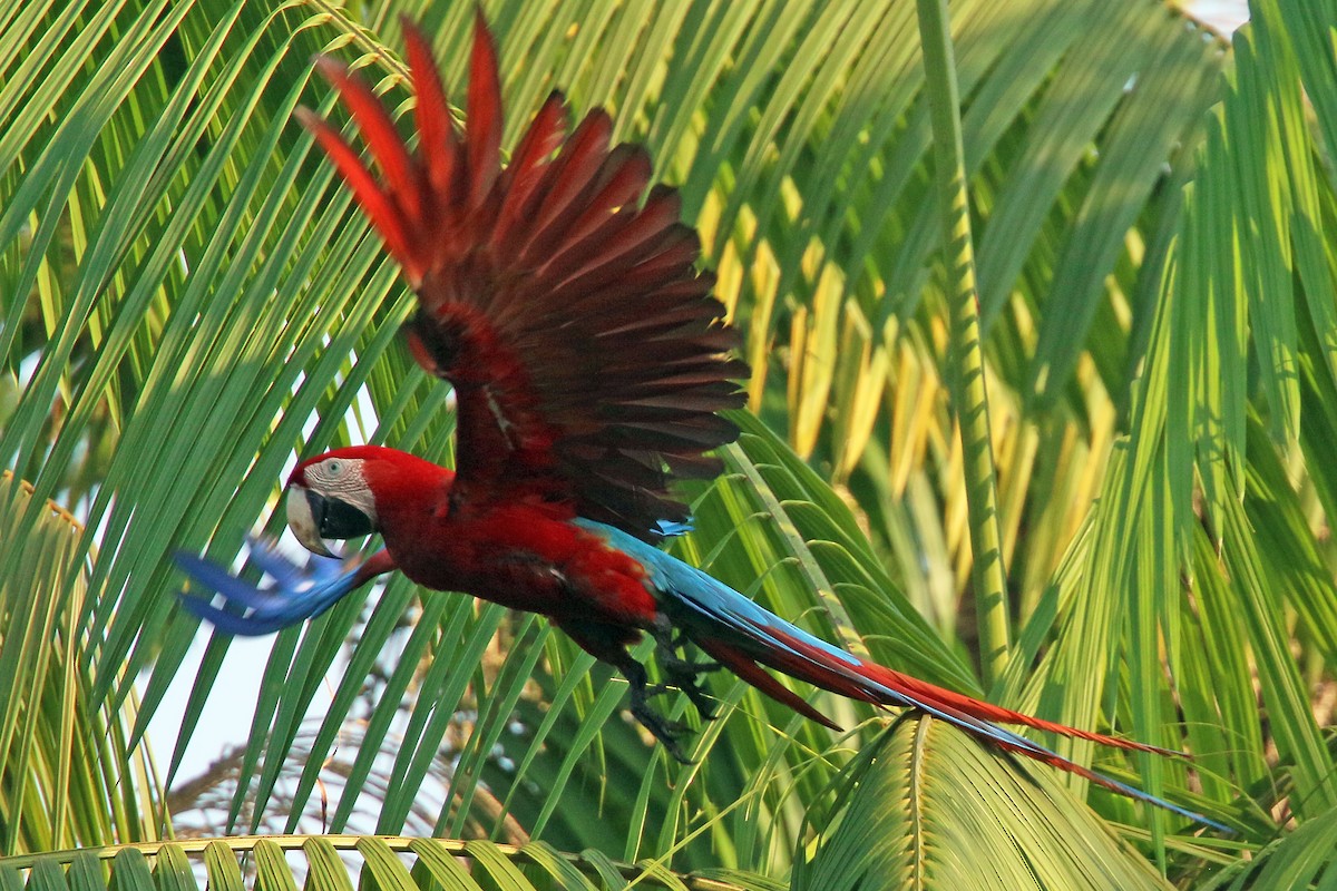 Red-and-green Macaw - ML532247251