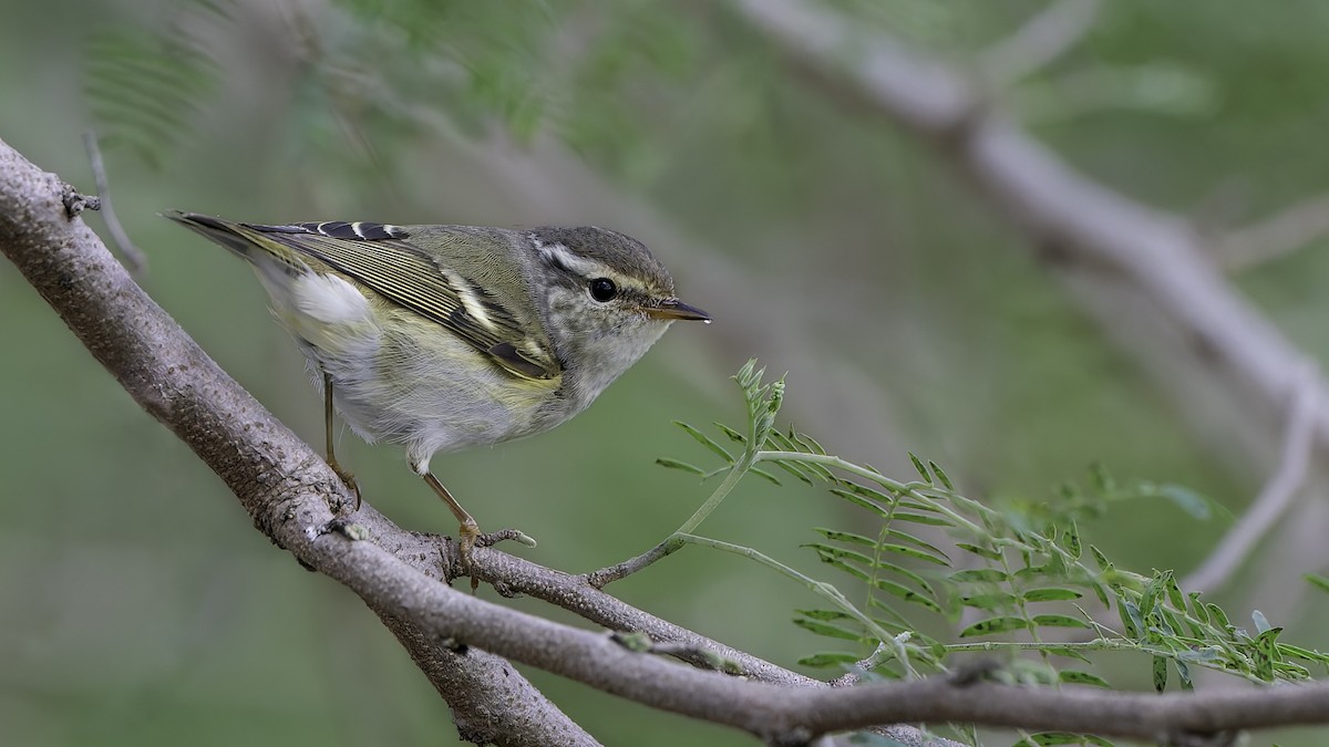 Yellow-browed Warbler - ML532247771
