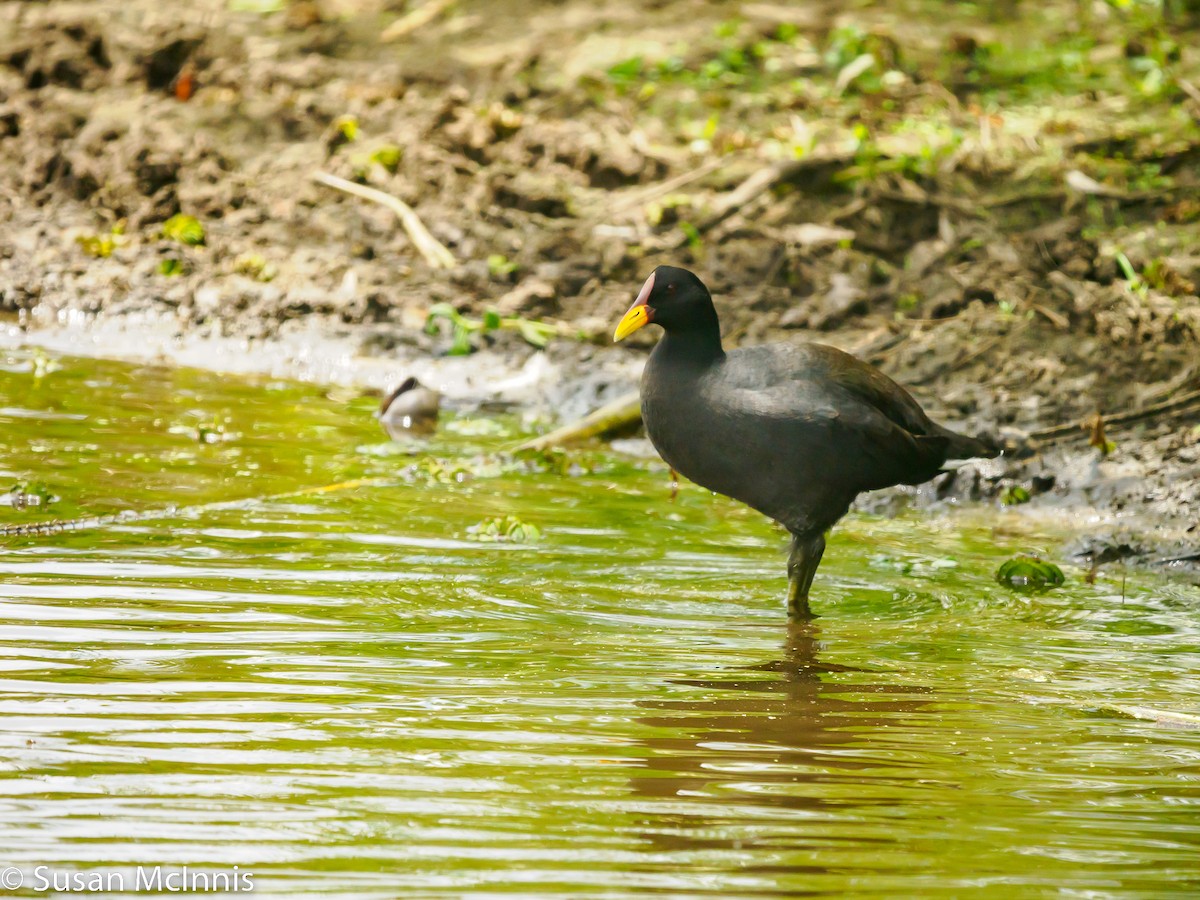 Red-fronted Coot - Susan Mac