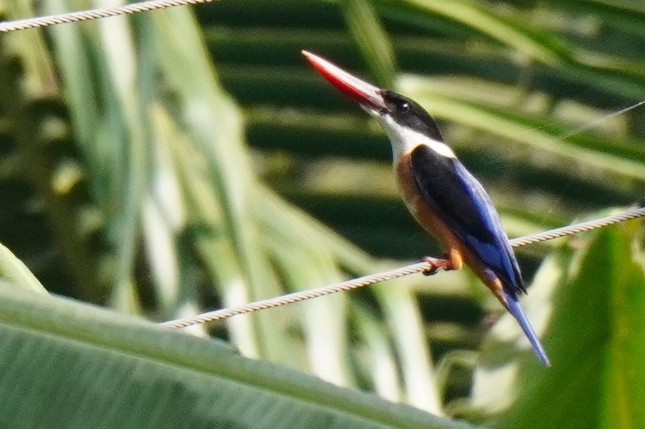 Black-capped Kingfisher - ML532251611