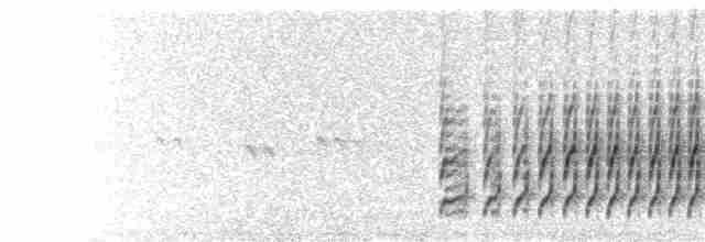  - Steinbach's Canastero