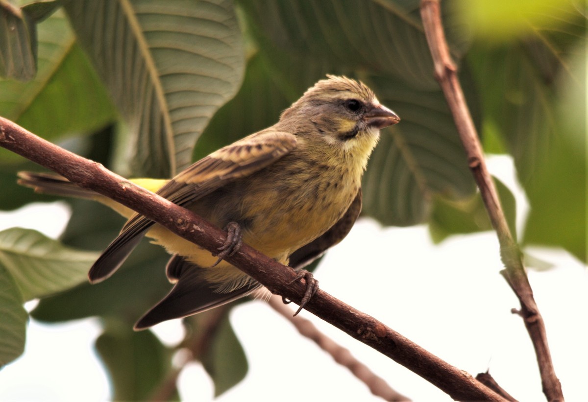 Yellow-fronted Canary - ML532253421