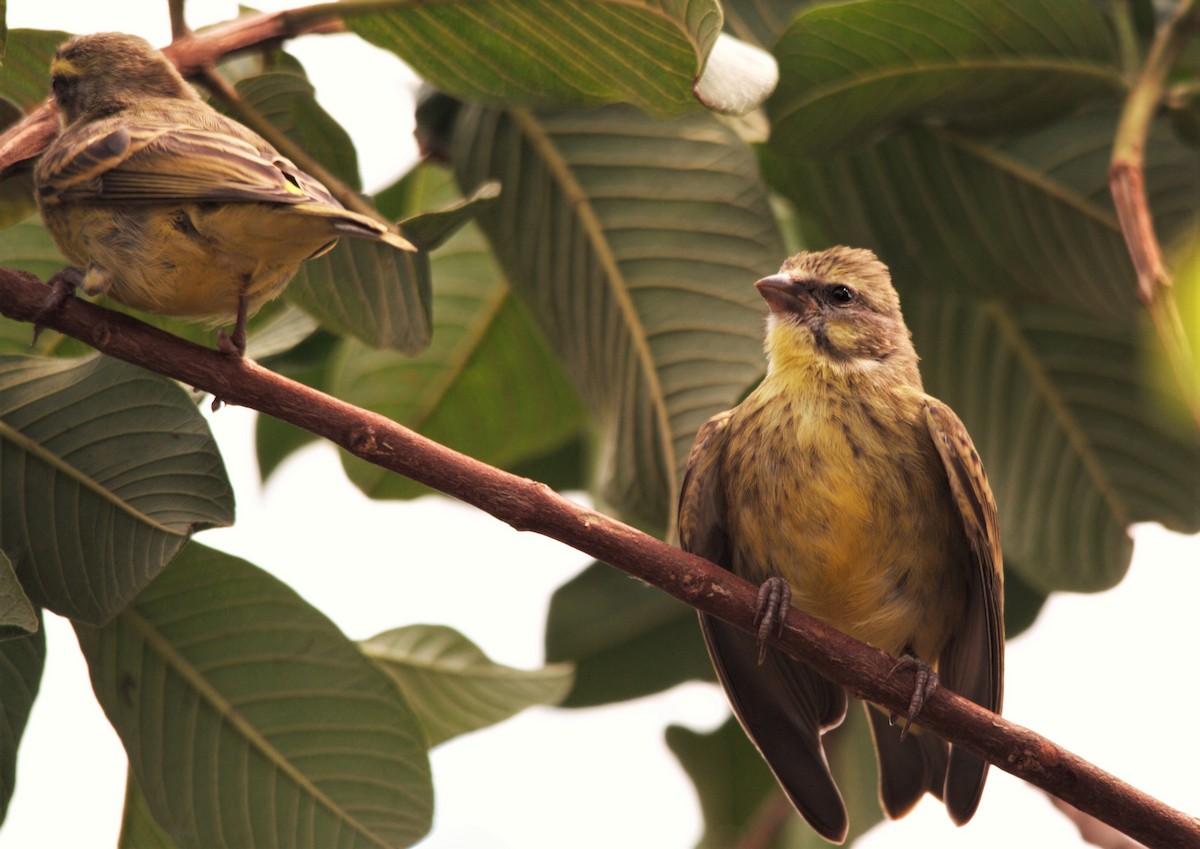 Yellow-fronted Canary - ML532253501