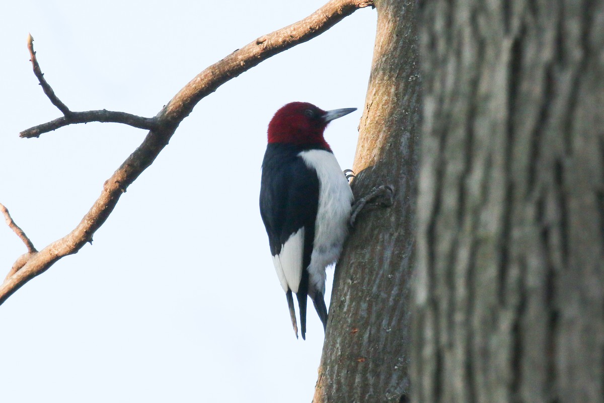 Red-headed Woodpecker - ML532256641