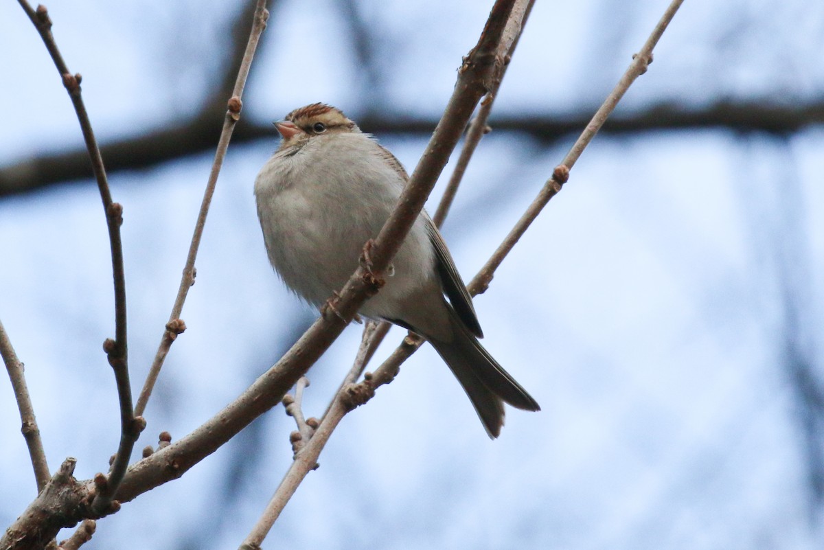 Chipping Sparrow - ML532256801