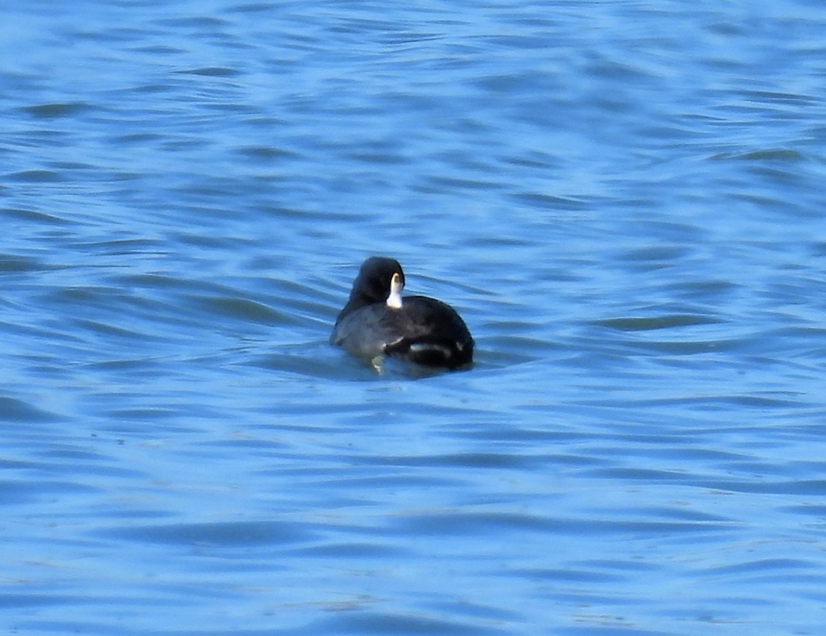 American Coot (Red-shielded) - ML532256941