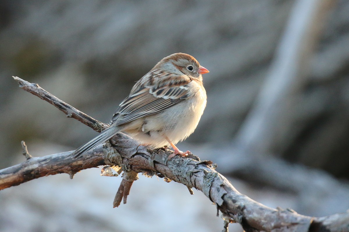 Field Sparrow - ML532257581