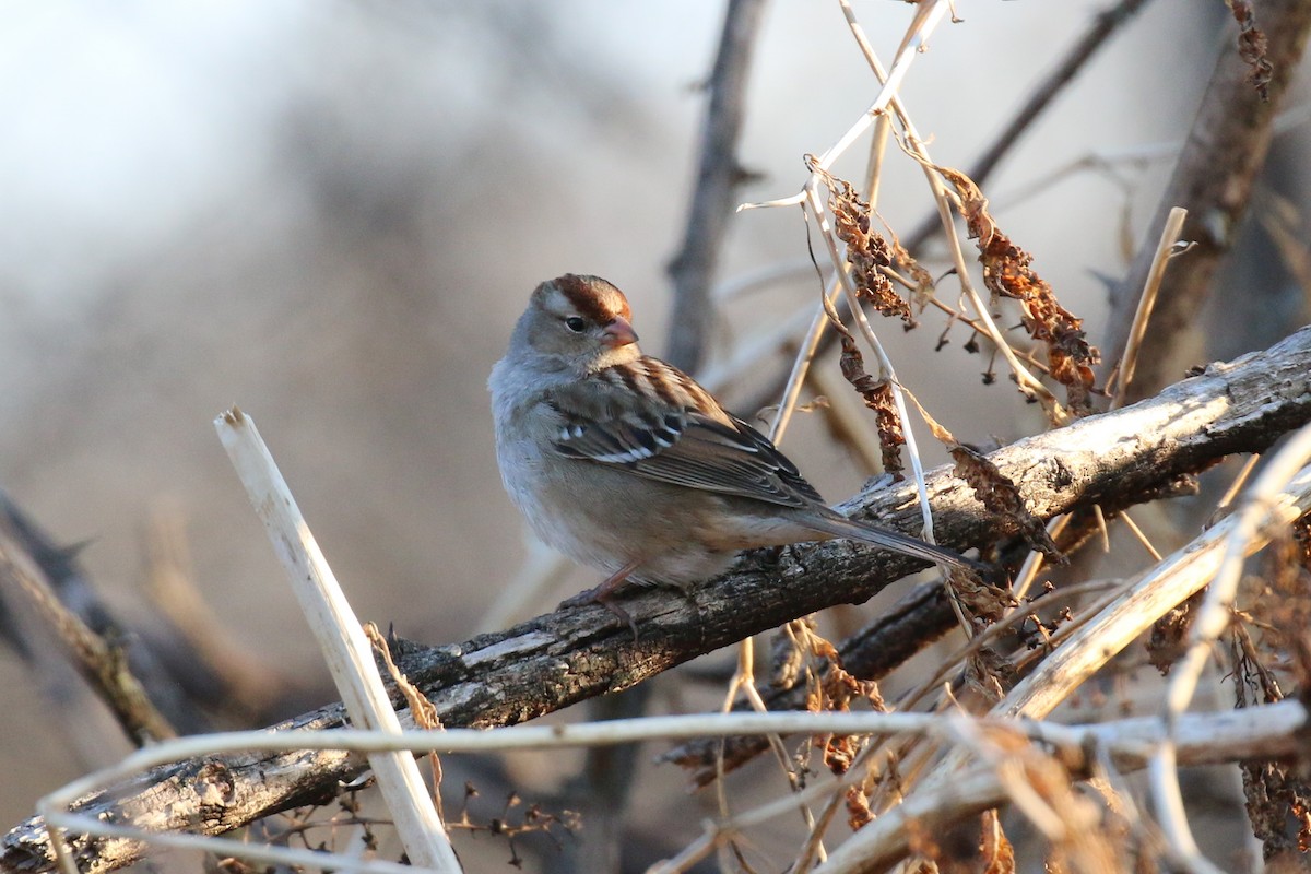 White-crowned Sparrow - ML532257641