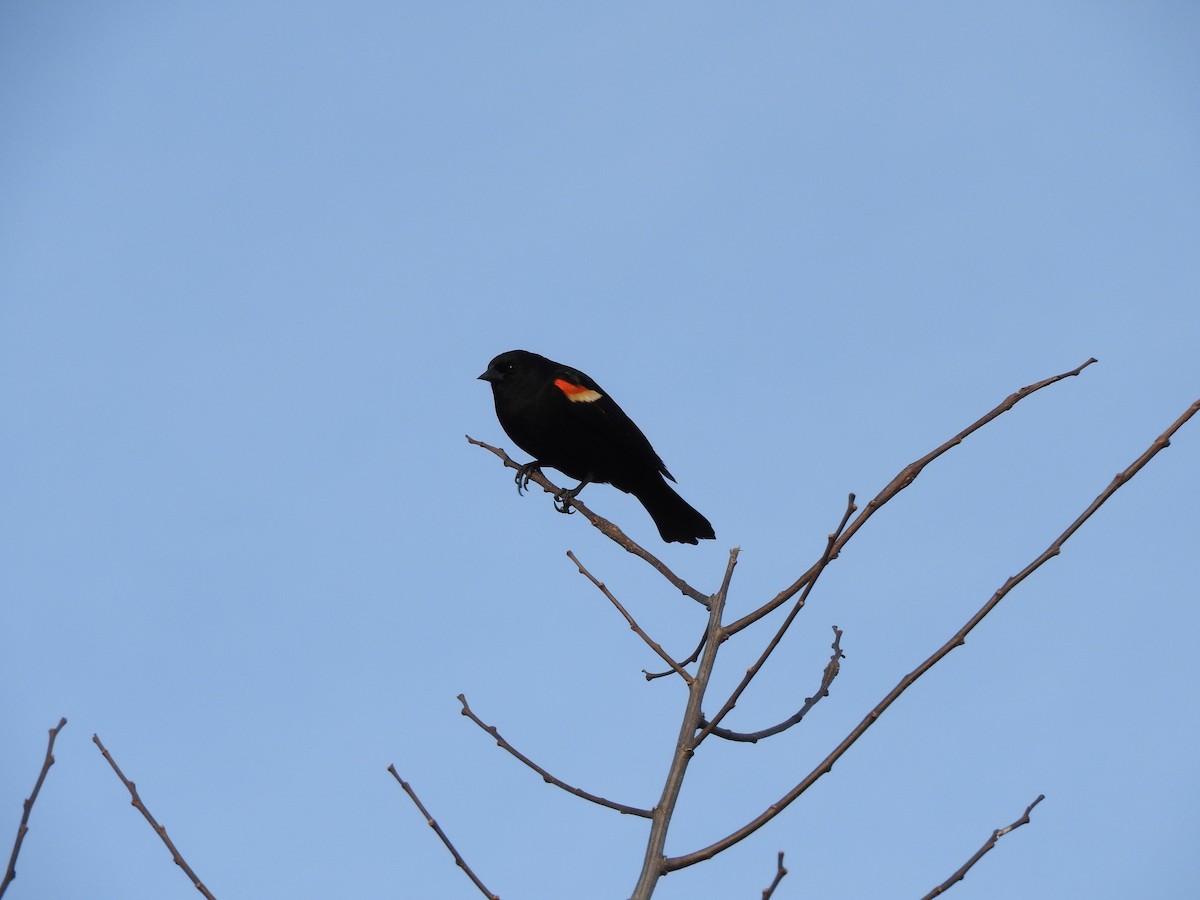 Red-winged Blackbird - ML53225891
