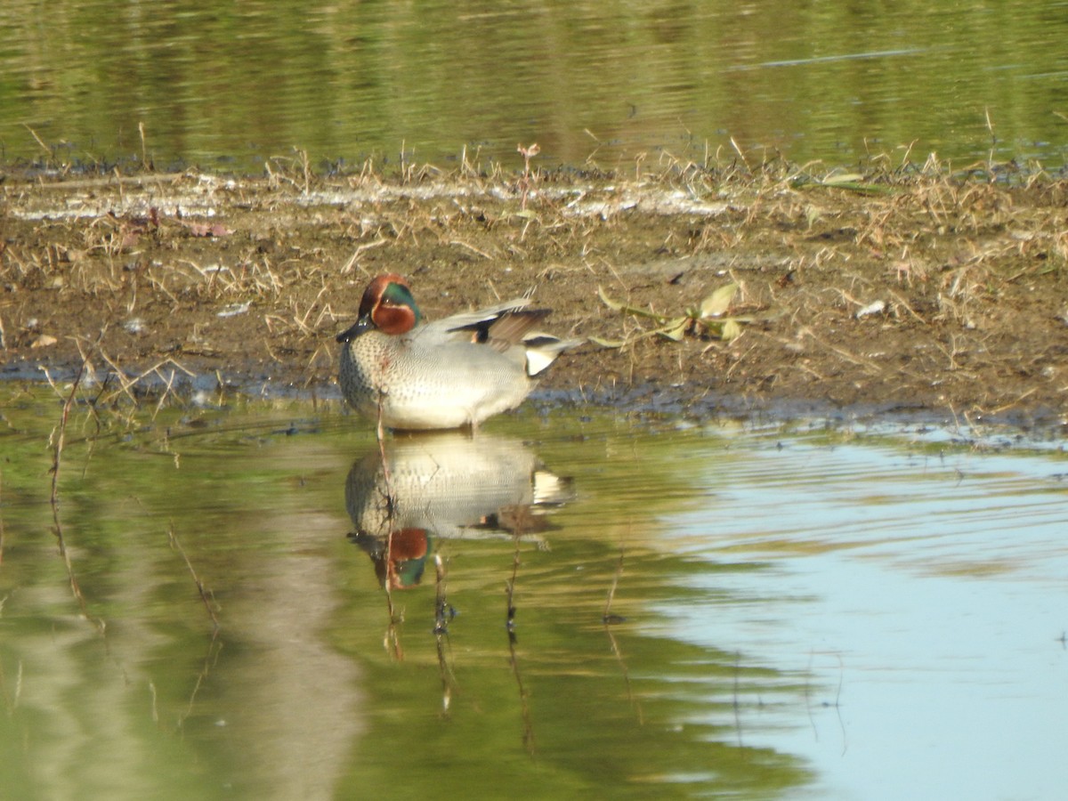 Green-winged Teal - ML532259161