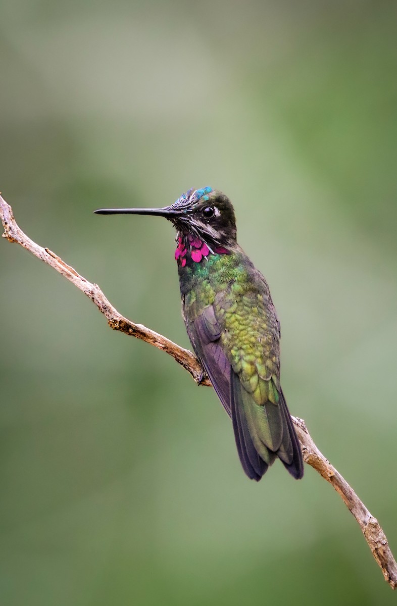 kolibřík fialovolímcový - ML532262101