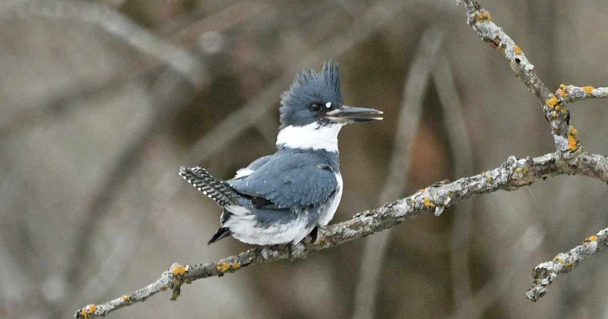 Belted Kingfisher - ML532263491