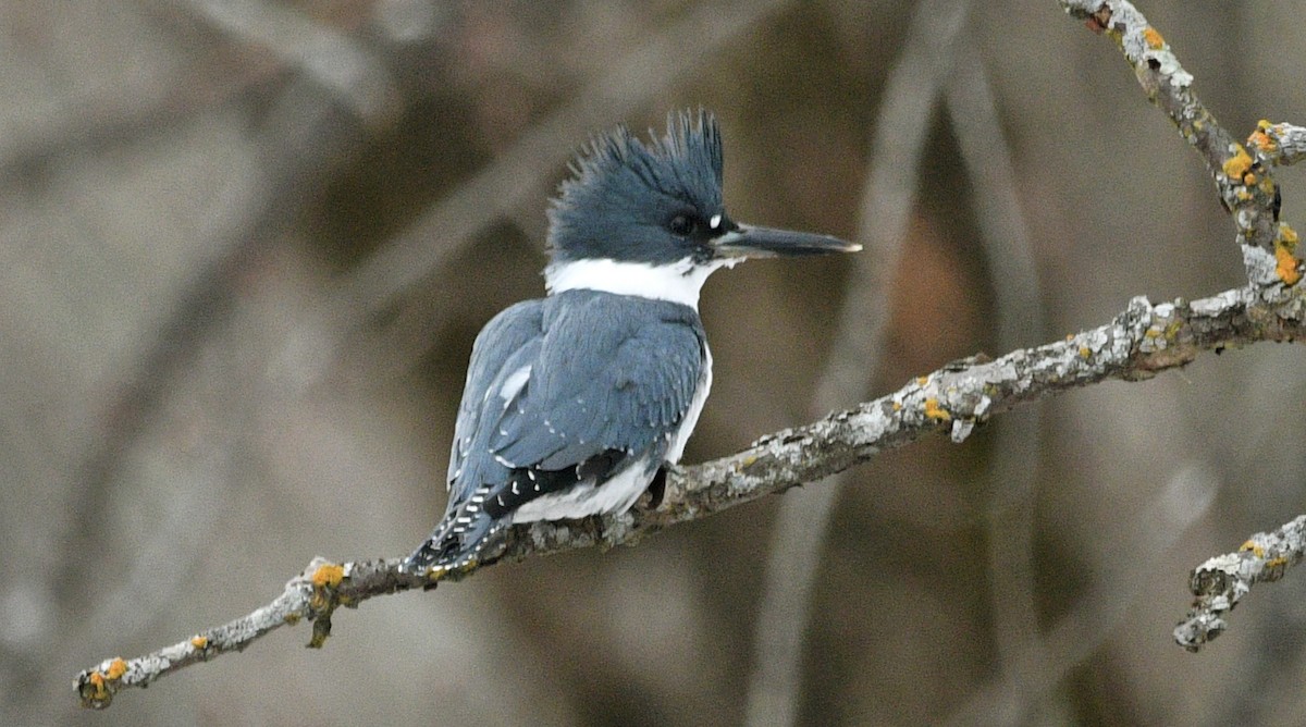 Belted Kingfisher - ML532263501