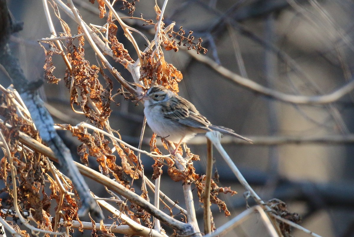 Clay-colored Sparrow - ML532264021
