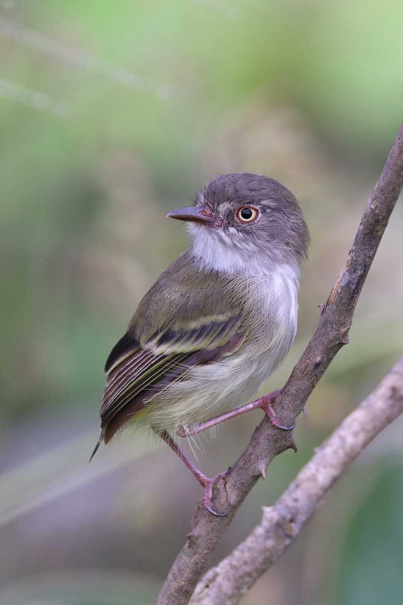 Pearly-vented Tody-Tyrant - ML532264401