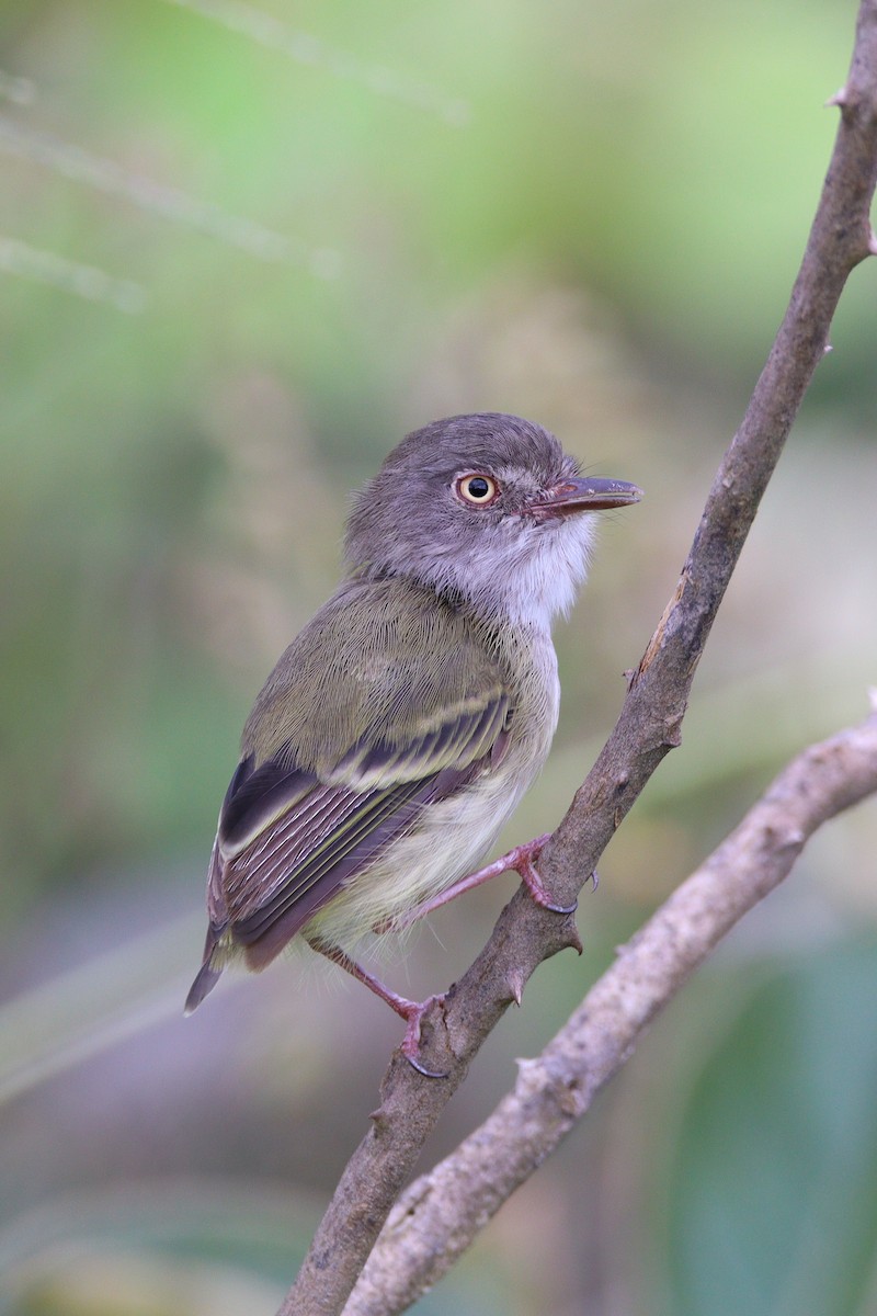 Pearly-vented Tody-Tyrant - ML532264411
