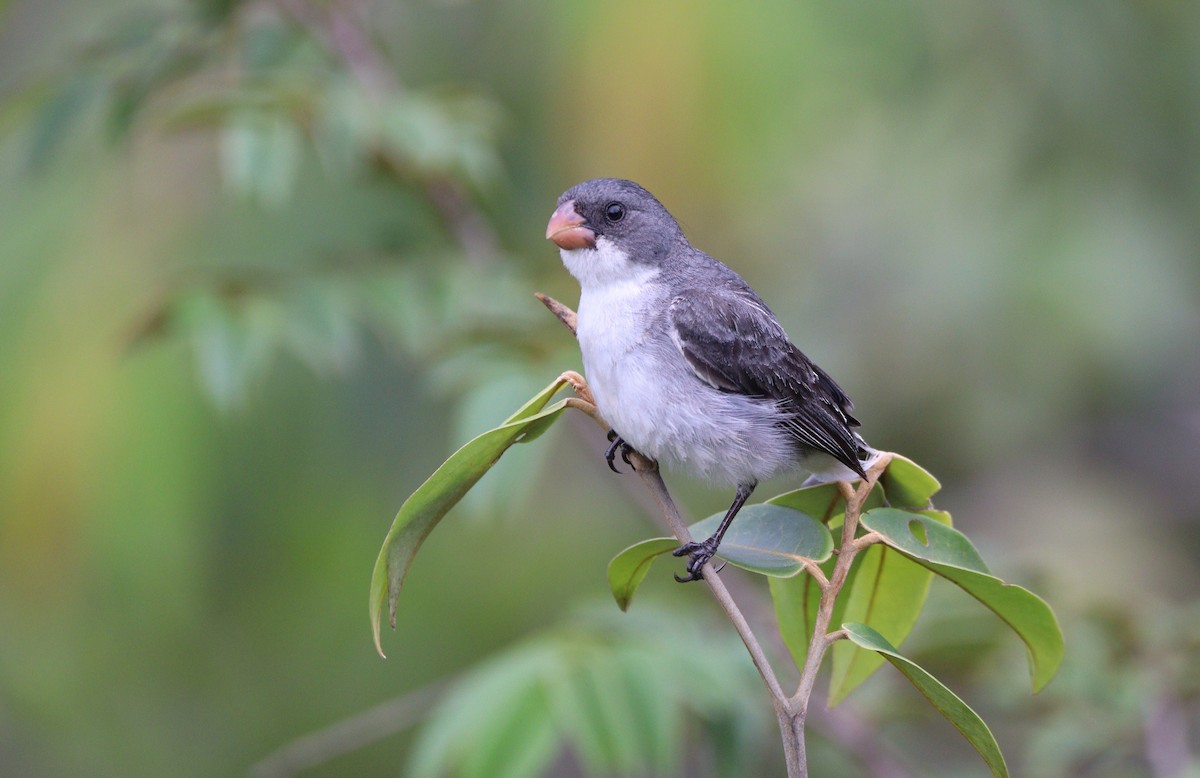 White-bellied Seedeater - ML532264521
