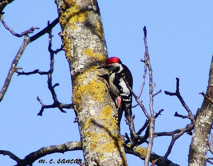 Middle Spotted Woodpecker - ML532265451