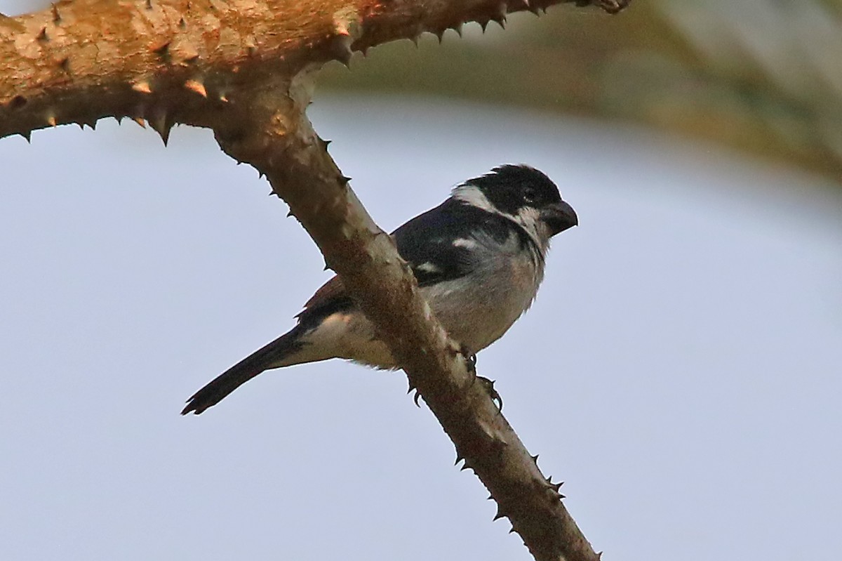 Wing-barred Seedeater - ML532265881
