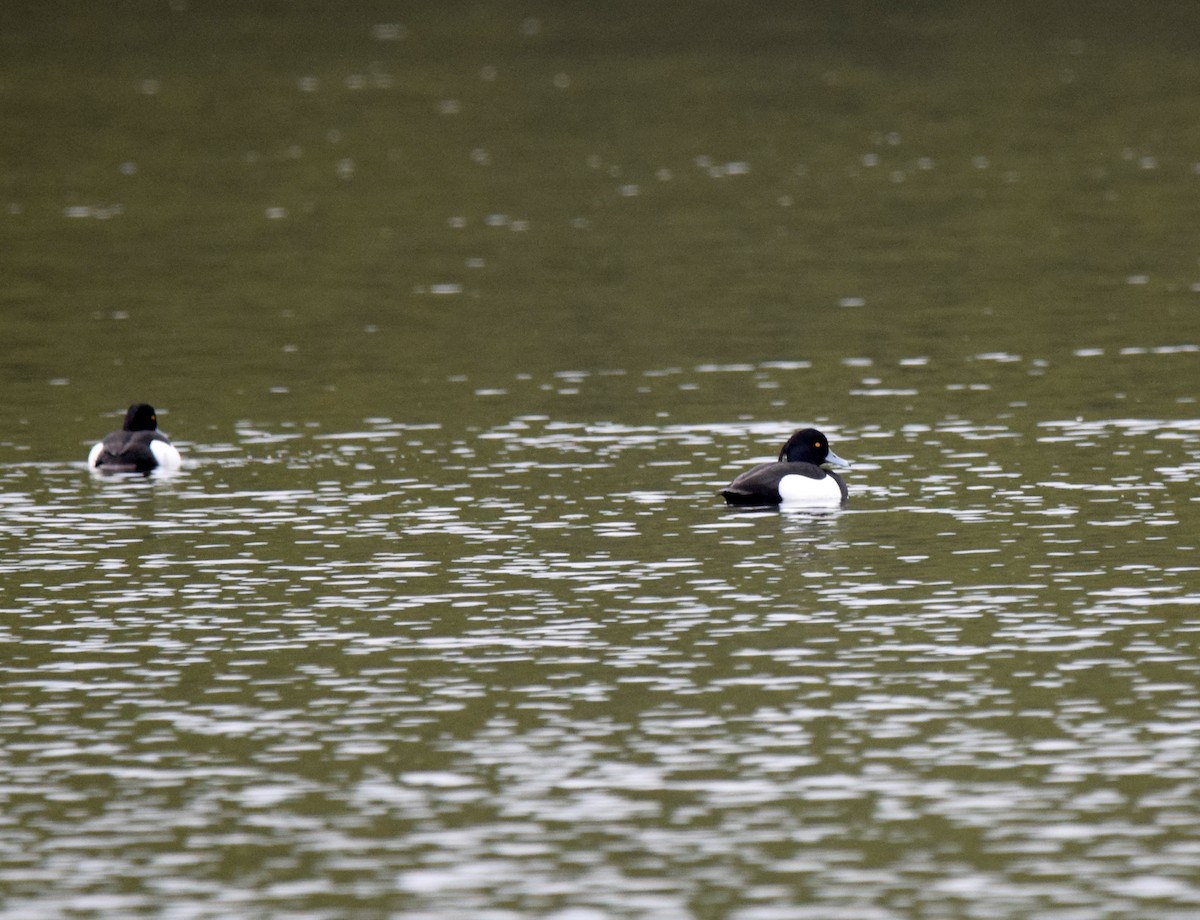 Tufted Duck - ML532266601