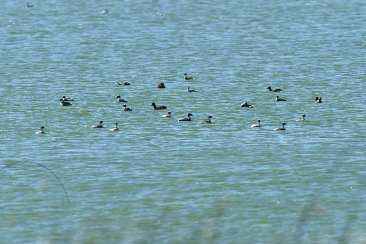 eBird Checklist - 5 Feb 2023 - Laguna de Pradere - 66 species