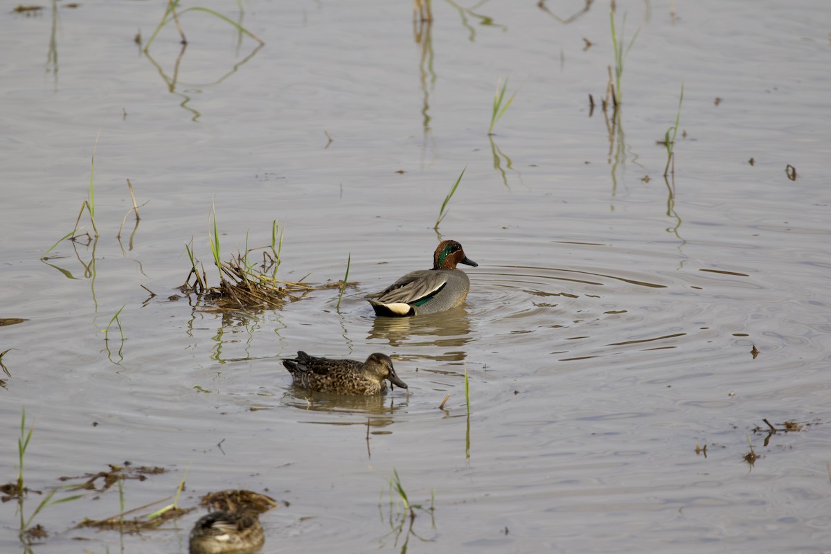 Green-winged Teal - ML532268641