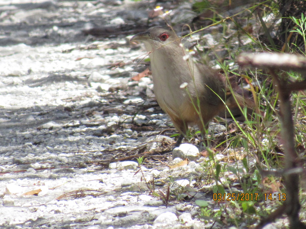 Great Lizard-Cuckoo (Bahamas) - ML53227001
