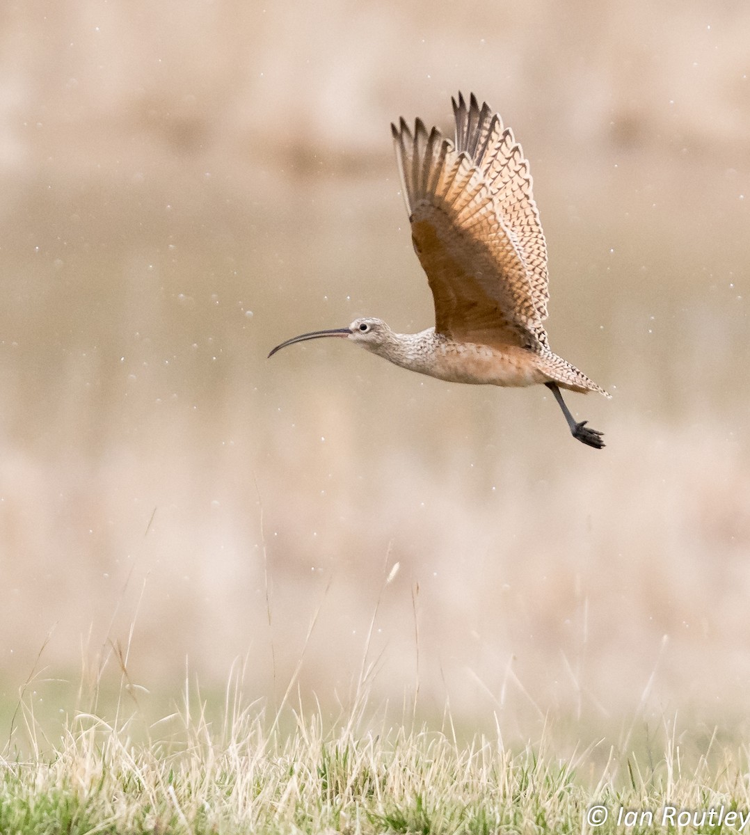 Long-billed Curlew - ML53227271